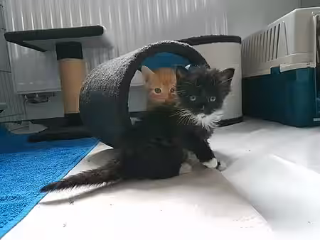 Katzenbaby Katzenbaby