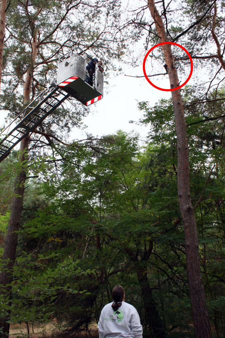 Tierheimmitarbeiterin Michaela Gebhardt und die Freiwillige Feuerwehr Wünsdorf retten die Katze vom Baum.