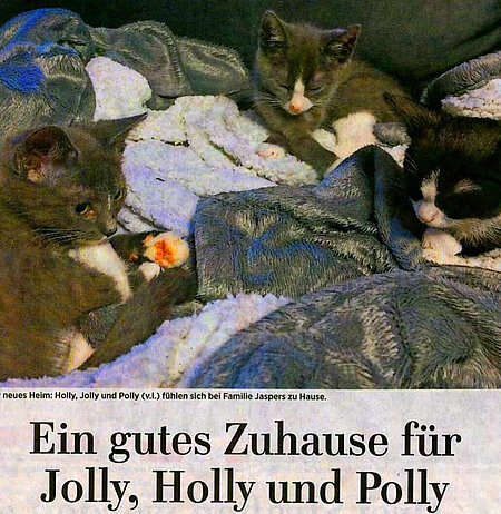 07. Februar 2019 | MAZ | Ein gutes Zuhause für Jolly, Holly und Polly 