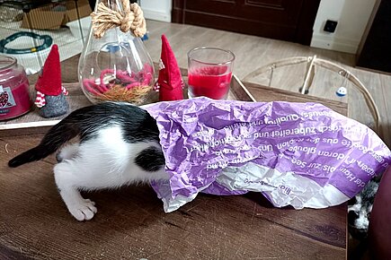 Katze beim Spielen