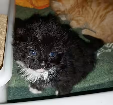 Katzenbaby Katzenbaby