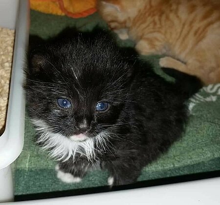Katzenbaby