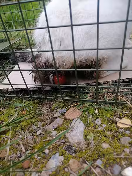 Katze mit Darmvorfall