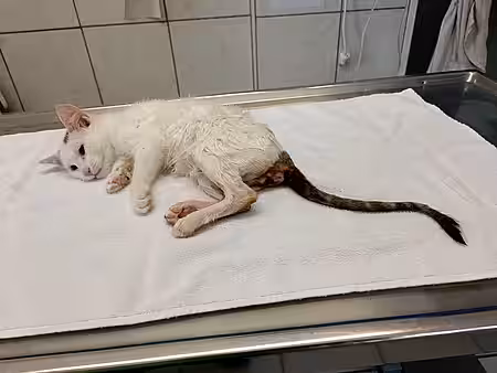 Katze mit rasiertem Po