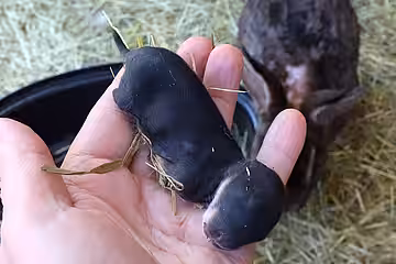 Diesem toten Kaninchenbaby wurden alle Extremitäten und die Ohren abgebissen.