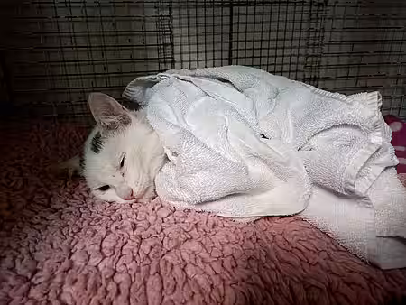 Katze in der Quarantänestation