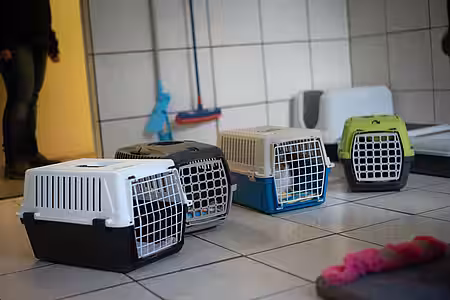 Katzenkörbe im Tierheim