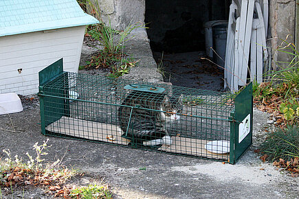 Straßenkatze in der Falle Straßenkatze in der Falle
