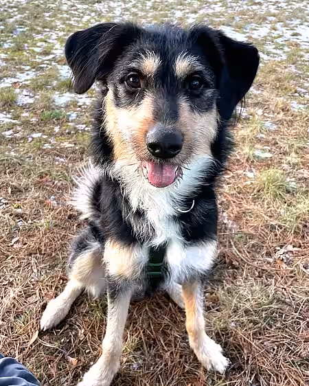 Fundhund Nico Fundhund Nico