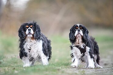 Penny und Emma