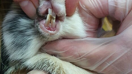 Kaninchen mit Zahnproblemen