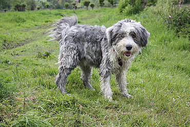 Nasser Hund. Foto: © Ursula Bauer