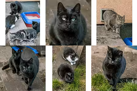 Katzen aus dem Animal Hoarding Fall Wölmsdorf