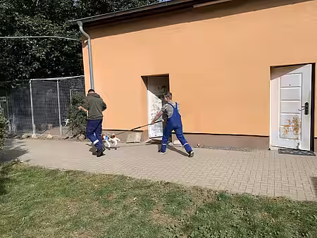 Übung mit Fangschlinge und Stoffhund. Übung mit Fangschlinge und Stoffhund.