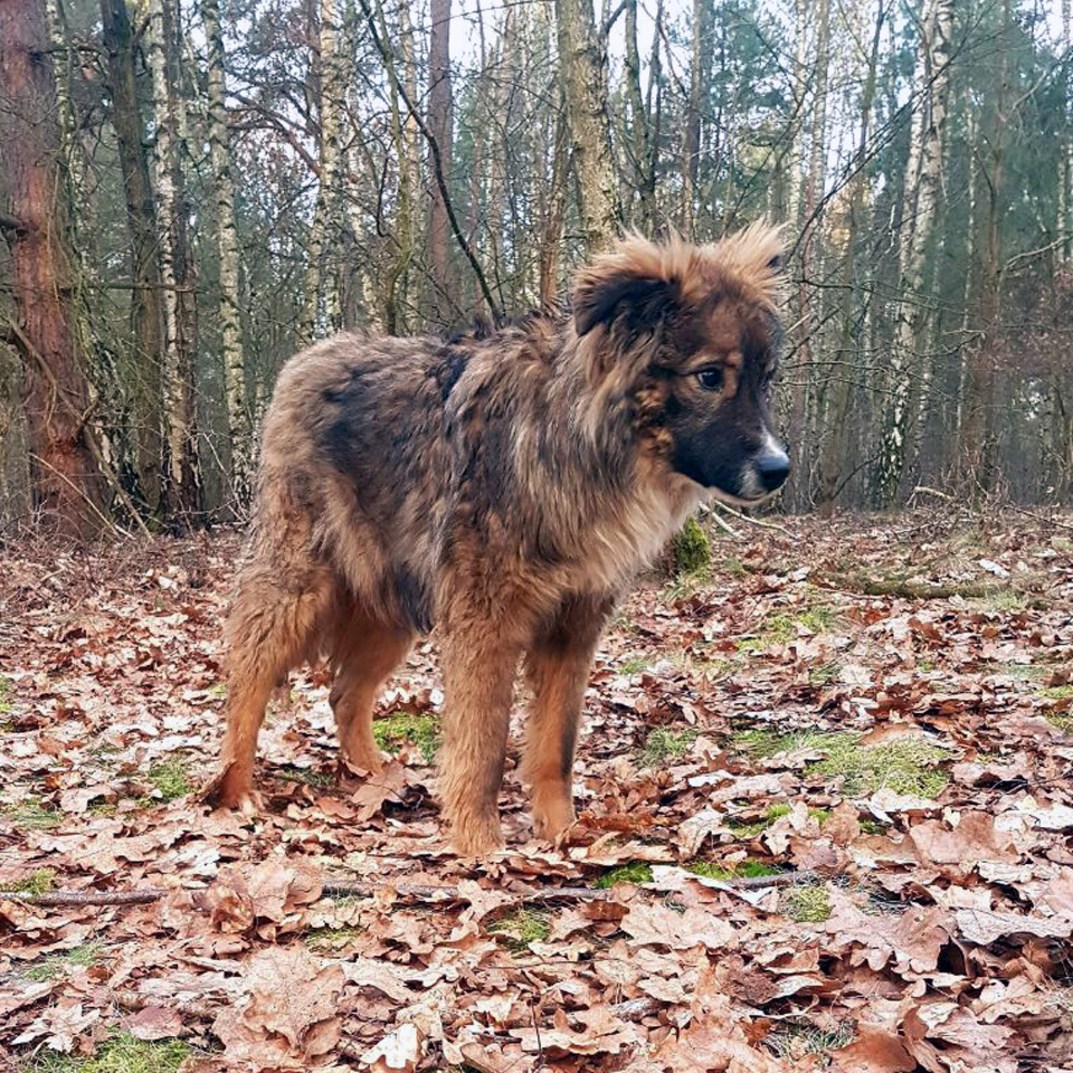 Nuri - alleingelassen im Wald - aktion tier Tierheim Zossen e.V.