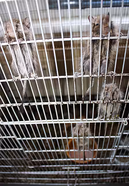 Mehrere Jungtiere klettern an den Käfigwänden hoch