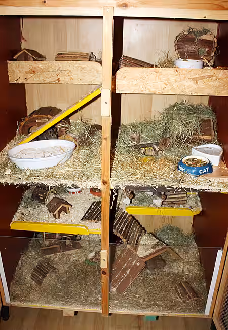 Degus im Quarantäne-Gehege von aktion tier