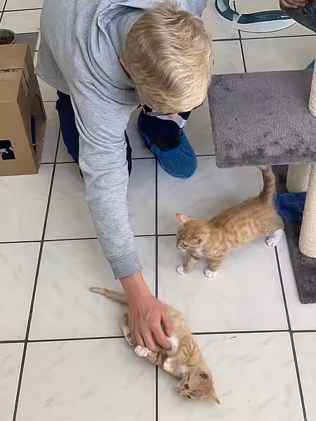 Katzen sind immer ein Highlight. Katzen sind immer ein Highlight.