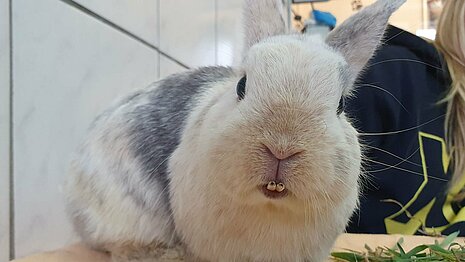 Kaninchen mit Zahnproblemen