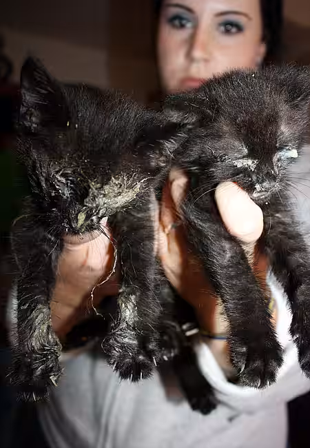 Kranke Katzenbabys im Animal Hoarding Fall Wörnsdorf Kranke Katzenbabys im Animal Hoarding Fall Wörnsdorf