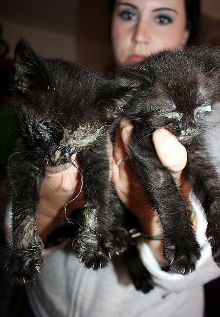 Kranke Katzenbabys im Animal Hoarding Fall Wörnsdorf