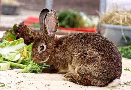 Zum ersten mal im Leben gibt es Brokkoli.