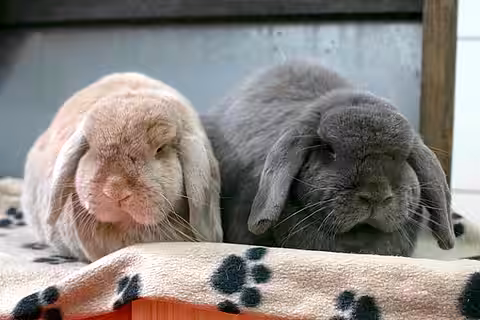 Kanichen Ailis und Solas Kanichen Ailis und Solas