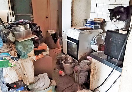 Animal Hoarding Fall