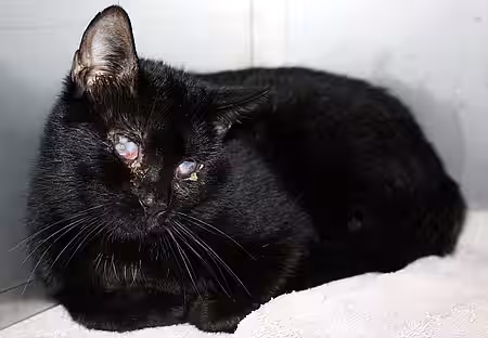 Katze aus dem Animal Hoarding Fall Wölmsdorf