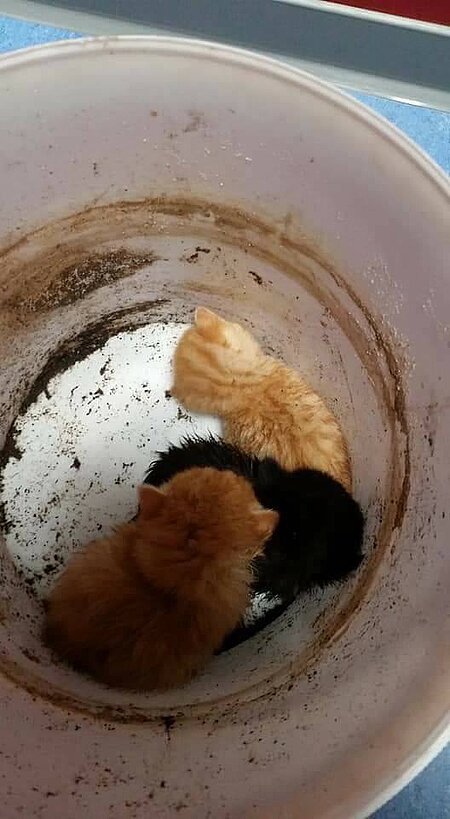 Im Eimer ausgesetzte Katzenbabys