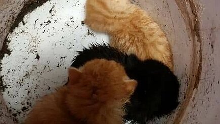 Im Eimer ausgesetzte Katzenbabys