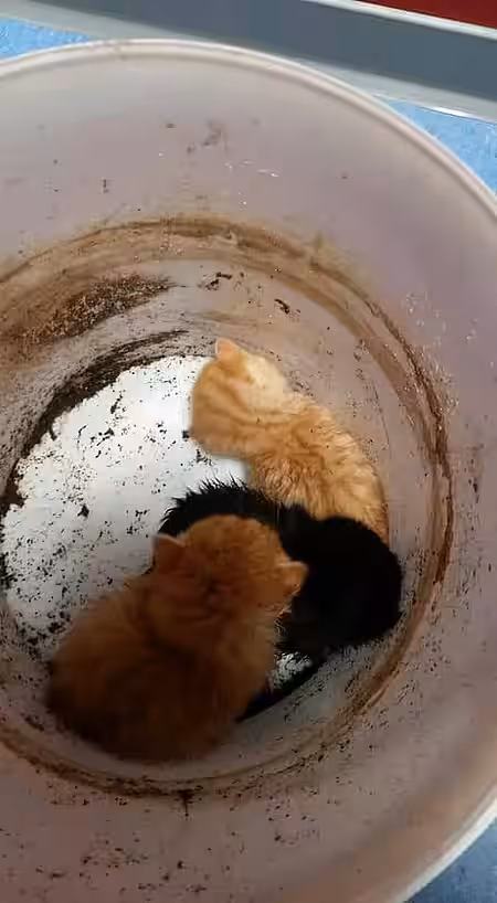 Im Eimer ausgesetzte Katzenbabys Im Eimer ausgesetzte Katzenbabys