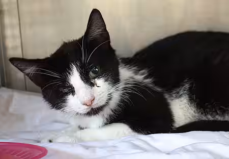 Katze aus dem Animal Hoarding Fall Wölmsdorf
