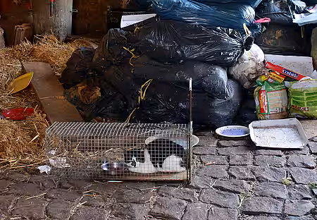 Animal Hoarding Fall Wölmsdorf