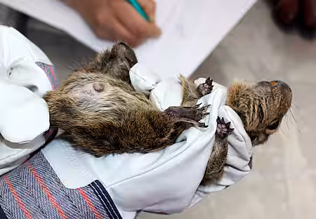 Die Tiere werden nach Geschlechtern getrennt