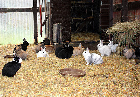 Kaninchen im Holzschuppen in Neu Lübbenau 