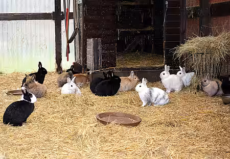 Kaninchen im Holzschuppen in Neu Lübbenau