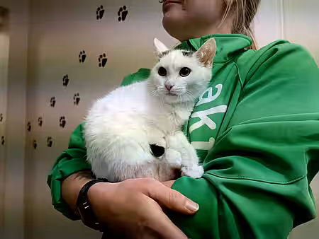 Straßenkatze und Tierheimmitarbeiterin