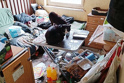 Katze in vermülltem Zimmer