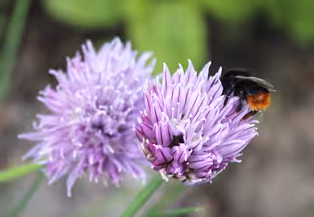 Wildbienen (hier eine Steinhummel) fliegen auf die Blüten von Lauchgewächsen.
