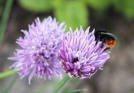 Wildbienen (hier eine Steinhummel) fliegen auf die Blüten von Lauchgewächsen.