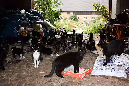 Katzen auf dem verlassenen Bauernhof in Wölmsdorf