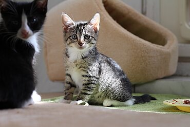 Katzenkind im aktion tier Tierheim Zossen