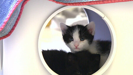 Straßenkatzen-Babys