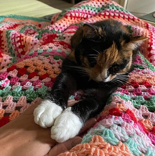 Katze Samira