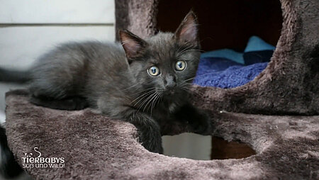 Katzenkind Lothar