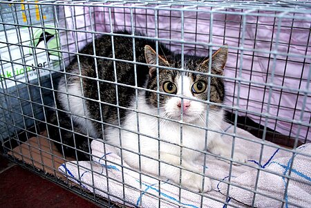 Zur Kastration gefangene Straßenkatze