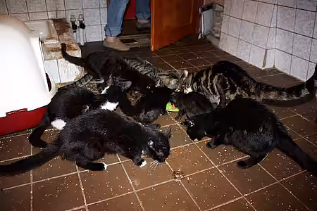 Animal Hoarding Fall Brandenburg Wölmsdorf