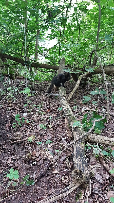 Die Katze war zunächst panisch in den Wald gelaufen