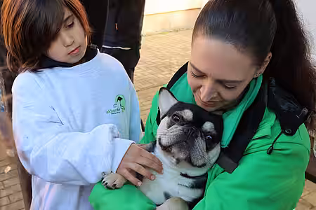 Französische Bulldoggen sind Qualzüchtungen